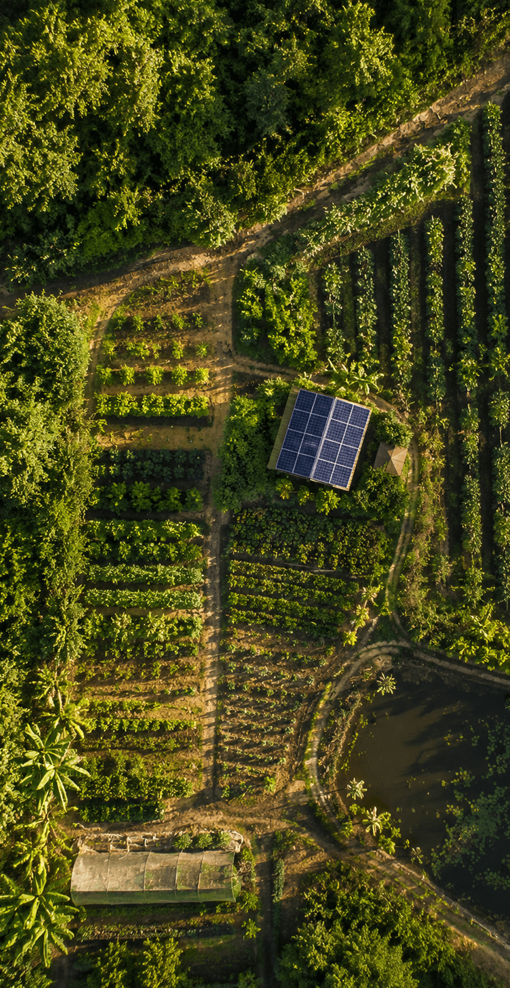 Aerial view of a lush regenerative farm with solar panels.